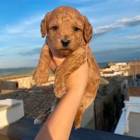 Cucciolo di barboncino
