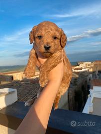 Cucciolo di barboncino
