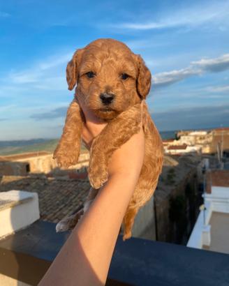 Cucciolo di barboncino