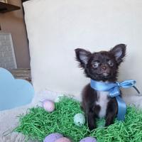 Chihuahua maschietto