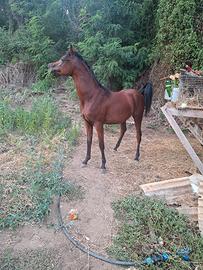 animali