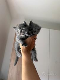 Cucciole British Shorthair Blu IN PRENOTAZIONE