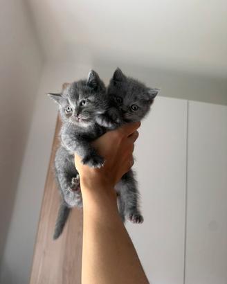 Cucciole British Shorthair Blu IN PRENOTAZIONE