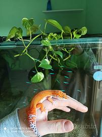 Geco leopardino
