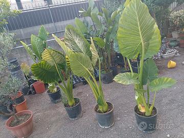 alocasia 