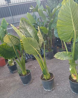 alocasia 