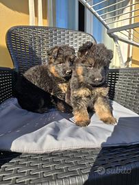 Disponibili cuccioli di pastore tedesco pelo lungo