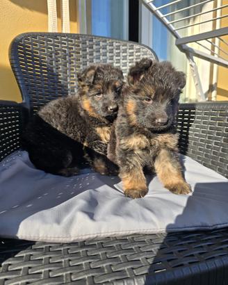 Disponibili cuccioli di pastore tedesco pelo lungo