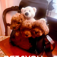 Cuccioli di barboncino red toy con pedigree ENCI