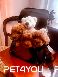 Cuccioli di barboncino red toy con pedigree ENCI