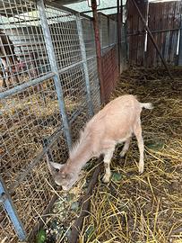 Capretto saanen/camosciato