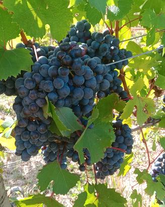 uva da fare il vino  di qualità  Bianca💕
