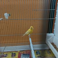 Canarina spagnola 2025