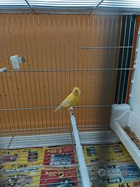 Canarina spagnola 2025