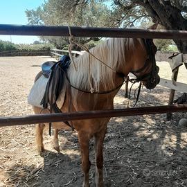 Super pony femmina