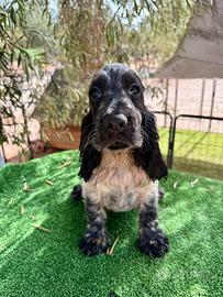 Cocker Spaniel Inglese
