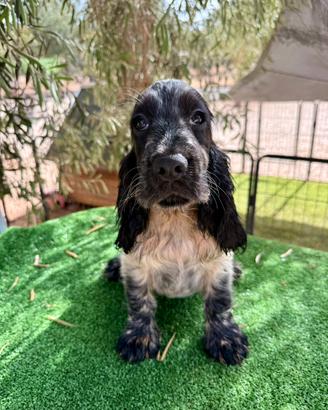 Cocker Spaniel Inglese
