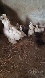Galline Moroseta
