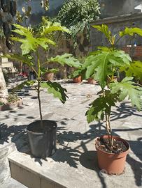 piante