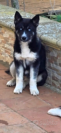 Husky 4 mesi