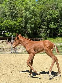 Puledra Quarter Horse 2026