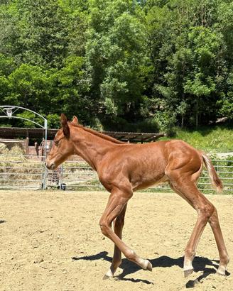 Puledra Quarter Horse 2026