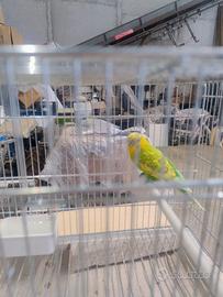 Cocorite