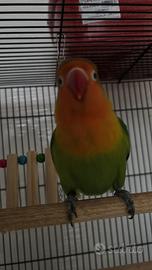 Papagalo inseparabile 2 mesi