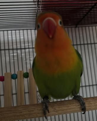 Papagalo inseparabile 2 mesi