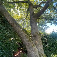 Fusto noce o ciliegio in piedi