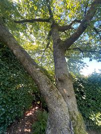 Fusto noce o ciliegio in piedi