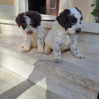 Cuccioli di Lagotto romagnolo