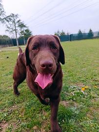 Labrador retriever chocolate