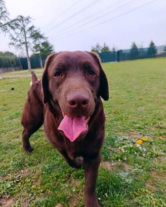 Labrador retriever chocolate
