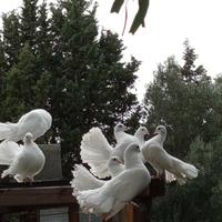 Colombelle ornamentali