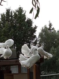 Colombelle ornamentali