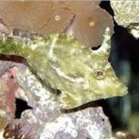 Pesce tomentosus