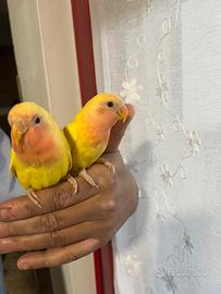 Pappagalli inseparabili