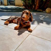 Bassotto arlecchino per monta