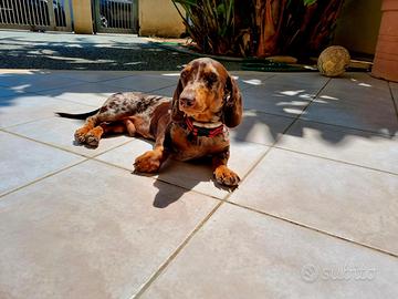 Bassotto arlecchino per monta