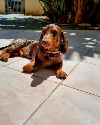 Bassotto arlecchino per monta