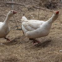 Coppia di oche di 6 mesi Il prezzo è per la coppia