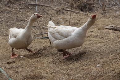 Coppia di oche di 6 mesi Il prezzo è per la coppia