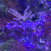 rocce per acquario marino