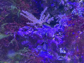 rocce per acquario marino