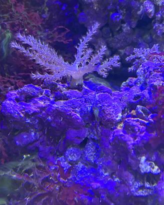 rocce per acquario marino