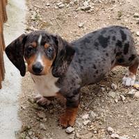 Bassotto nano maschio