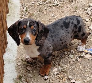 Bassotto nano maschio