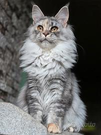 Maine coon femmina
