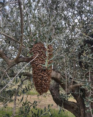 Famiglie api, nuclei, sciami